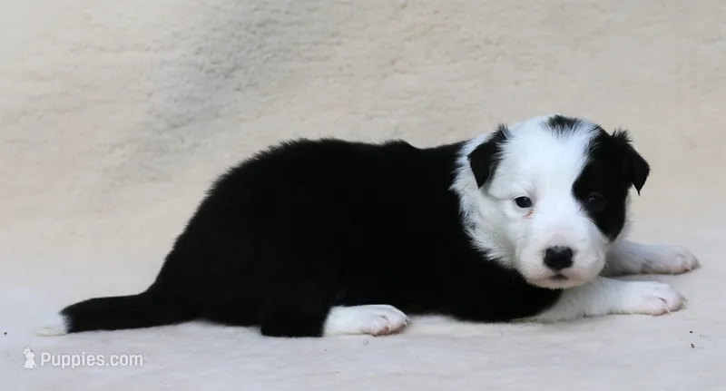 Dot – Border Collie puppy for sale in Drumore, PA
