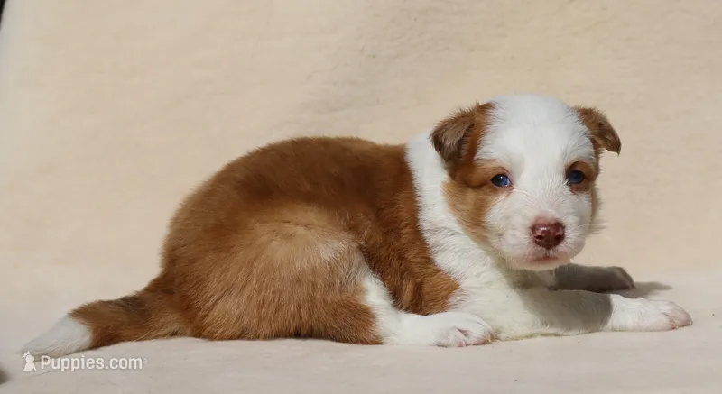 Finley – Border Collie puppy for sale in Drumore, PA