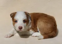 Finley, a male Border Collie for sale in Drumore, PA – Photo 2 of 2