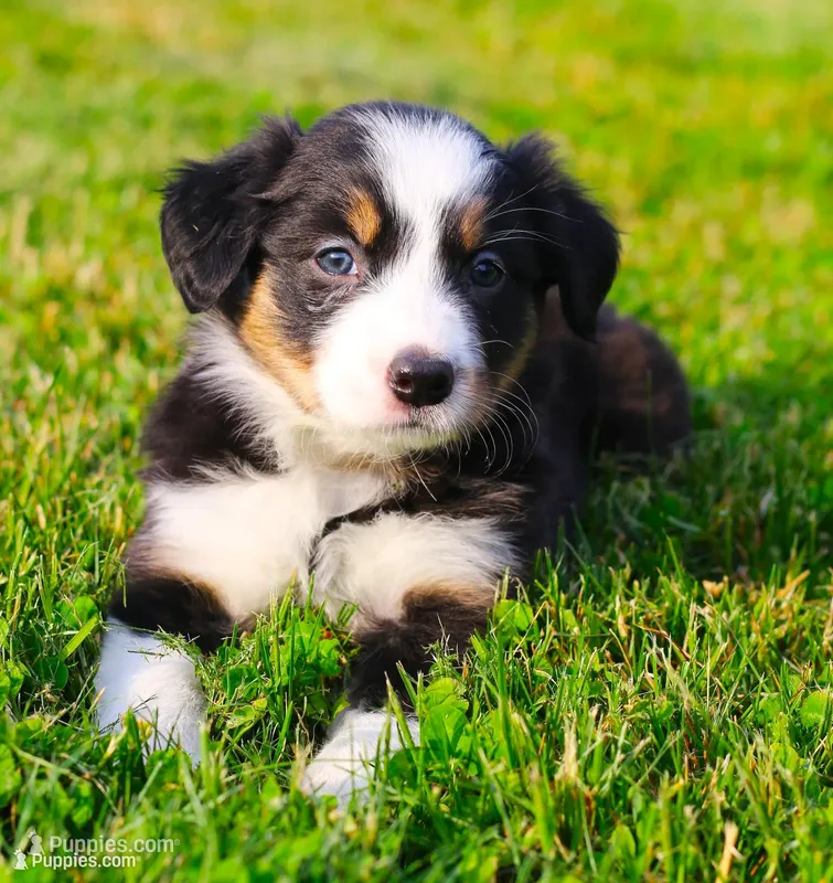 Trudy – Border Collie puppy for sale in Drumore, PA