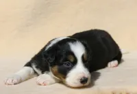 Trudy, a female Border Collie for sale in Drumore, PA – Photo 2 of 2