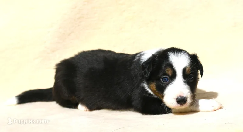 Trudy – Border Collie puppy for sale in Drumore, PA