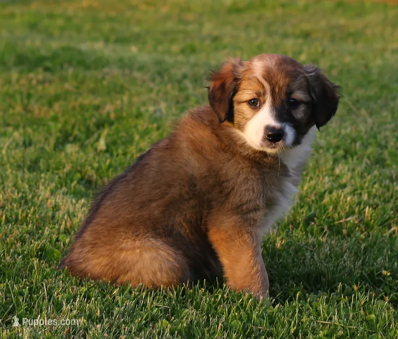 Miss Ivy – Border Collie puppy on hold in Drumore, PA