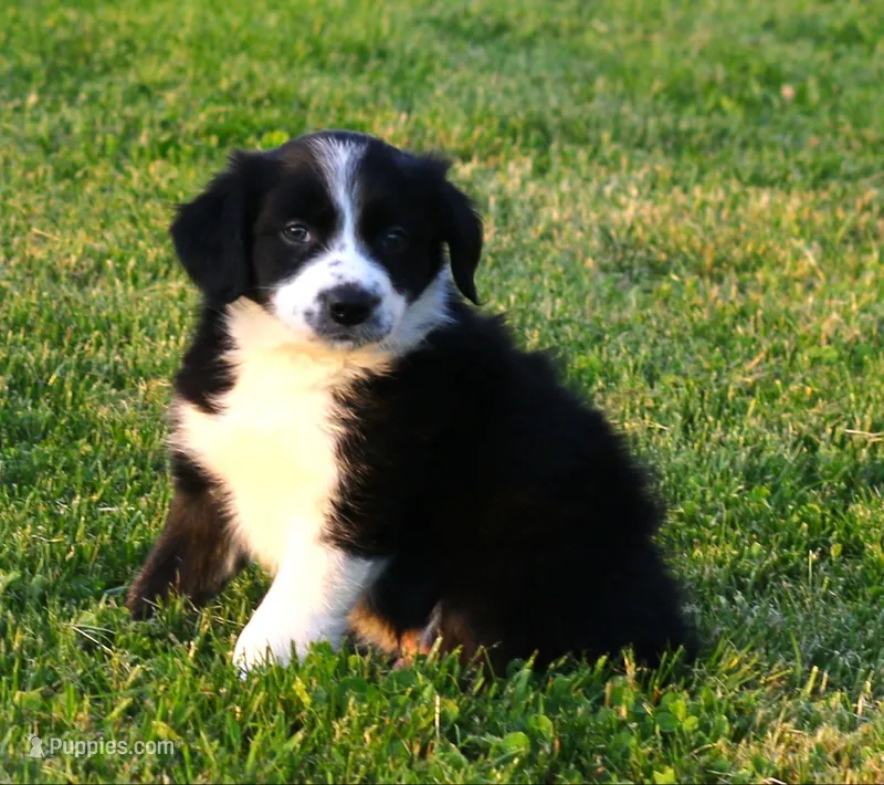 Checkers – Border Collie puppy for sale in Drumore, PA
