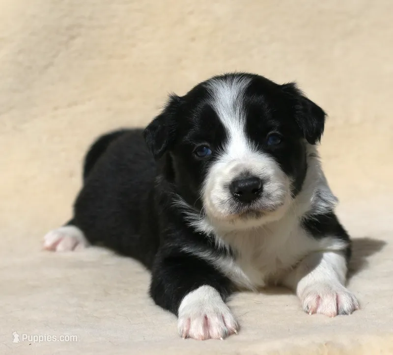 Checkers – Border Collie puppy for sale in Drumore, PA