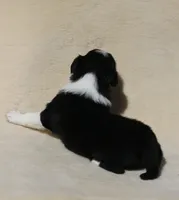 Checkers, a male Border Collie for sale in Drumore, PA – Photo 2 of 2