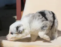 Slate, a male Border Collie for sale in Drumore, PA – Photo 2 of 3