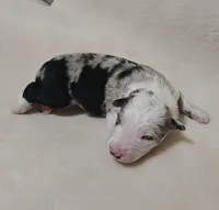 Slate, a male Border Collie for sale in Drumore, PA – Photo 3 of 3