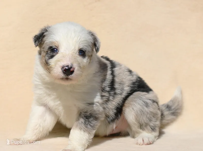 Slate – Border Collie puppy for sale in Drumore, PA