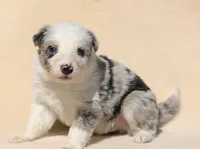 Slate, a male Border Collie for sale in Drumore, PA – Photo 1 of 3