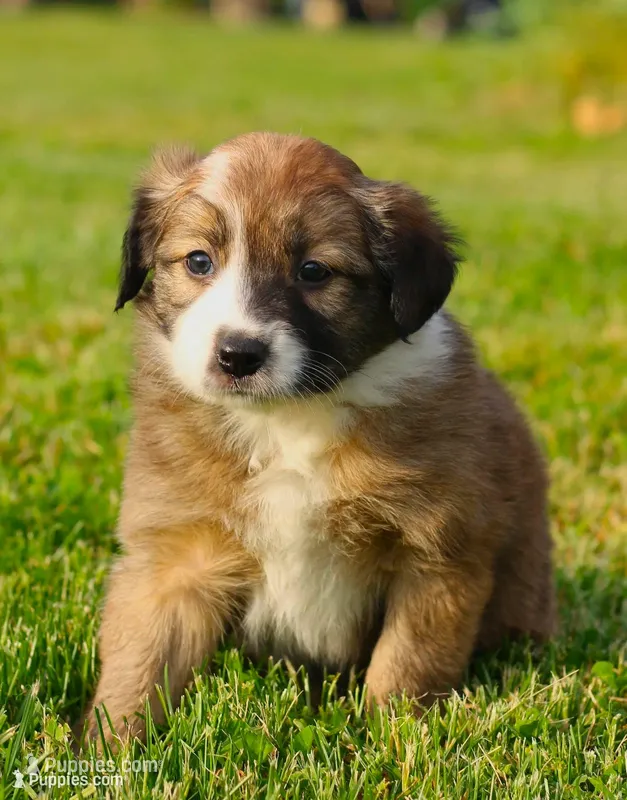 Miss Ivy – Border Collie puppy for sale in Drumore, PA
