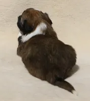 Miss Ivy, a female Border Collie for sale in Drumore, PA – Photo 2 of 2