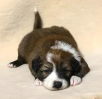 Miss Ivy, a female Border Collie for sale in Drumore, PA – Photo 1 of 2