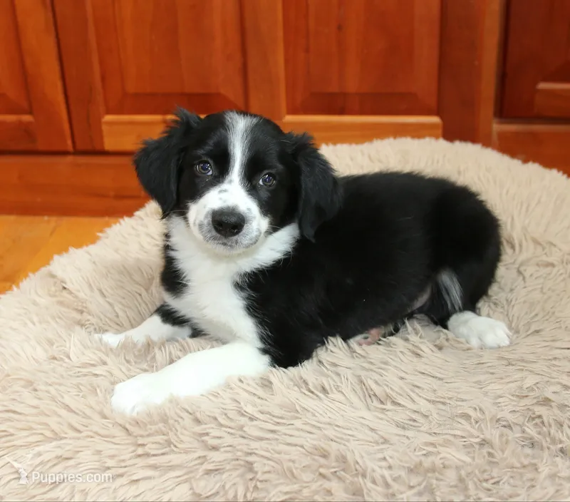 Checkers – Border Collie puppy for sale in Drumore, PA