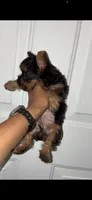 Big Mama, a female Yorkshire Terrier for sale in Cleveland, OH – 2 of 3