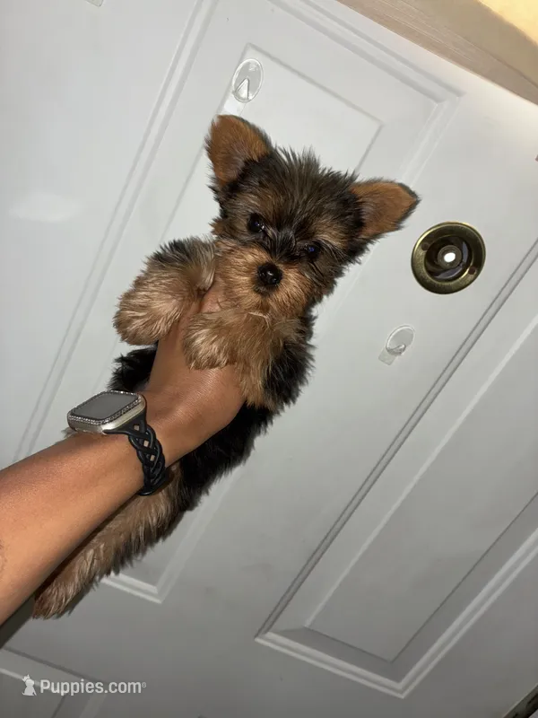 Heart  – Yorkshire Terrier puppy for sale in Cleveland, OH