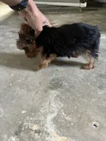 Heart , a female Yorkshire Terrier for sale in Cleveland, OH – 2 of 3