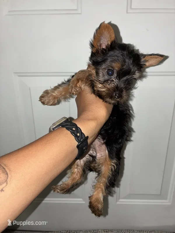 Big Mama – Yorkshire Terrier puppy for sale in Cleveland, OH