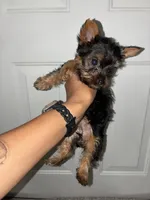 Big Mama, a female Yorkshire Terrier for sale in Cleveland, OH – 1 of 3