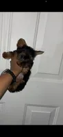Big Mama, a female Yorkshire Terrier for sale in Cleveland, OH – 3 of 3