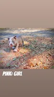 Pink Female, a female American Bully for sale in Spring Hill, FL – Photo 2 of 4