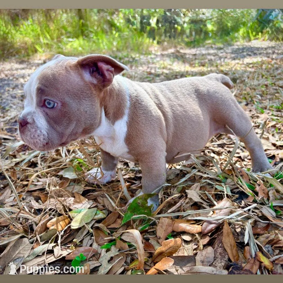 Pink Female, a female American Bully for sale in Spring Hill, FL – Photo 1 of 4
