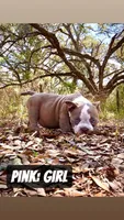 Pink Female, a female American Bully for sale in Spring Hill, FL – Photo 4 of 4