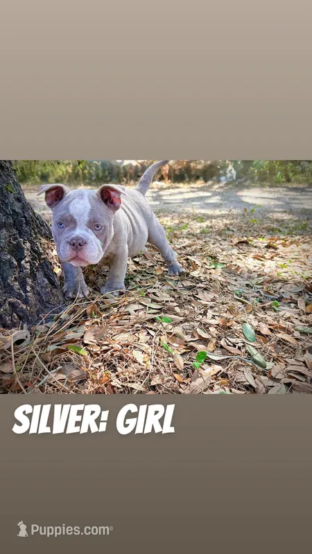 Silver Female