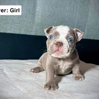 Silver Female, a female American Bully for sale in Spring Hill, FL – Photo 8 of 10