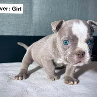 Silver Female, a female American Bully for sale in Spring Hill, FL – Photo 5 of 10