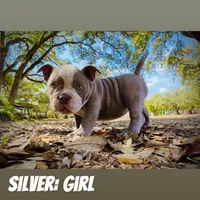 Silver Female, a female American Bully for sale in Spring Hill, FL – Photo 2 of 10