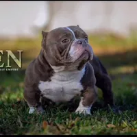 Silver Female, a female American Bully for sale in Spring Hill, FL – Photo 10 of 10