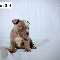 Silver Female, a female American Bully for sale in Spring Hill, FL – Photo 7 of 10