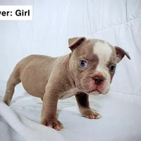 Silver Female, a female American Bully for sale in Spring Hill, FL – Photo 9 of 10