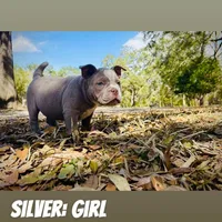 Silver Female, a female American Bully for sale in Spring Hill, FL – Photo 3 of 10