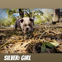 Silver Female, a female American Bully for sale in Spring Hill, FL – Photo 4 of 10