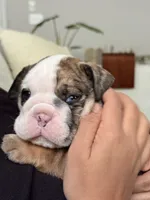 Wilmington, a male English Bulldog for sale in Charlotte, NC – 4 of 10