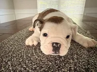 Charlotte, a female English Bulldog for sale in Charlotte, NC – 5 of 7