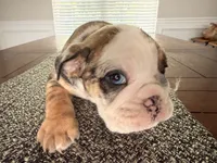 Wilmington, a male English Bulldog for sale in Charlotte, NC – 9 of 10