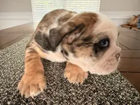Wilmington, a male English Bulldog for sale in Charlotte, NC – 7 of 10