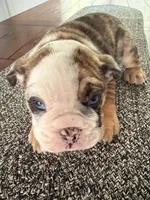 Wilmington, a male English Bulldog for sale in Charlotte, NC – 8 of 10
