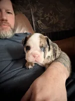 Wilmington, a male English Bulldog for sale in Charlotte, NC – 3 of 10