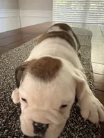 Charlotte, a female English Bulldog for sale in Charlotte, NC – 2 of 7