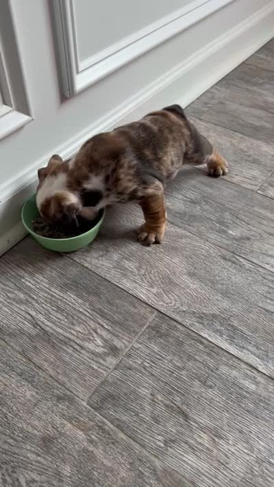 Wilmington, a male English Bulldog for sale in Charlotte, NC – 5 of 10