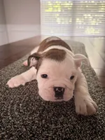 Charlotte, a female English Bulldog for sale in Charlotte, NC – 3 of 7