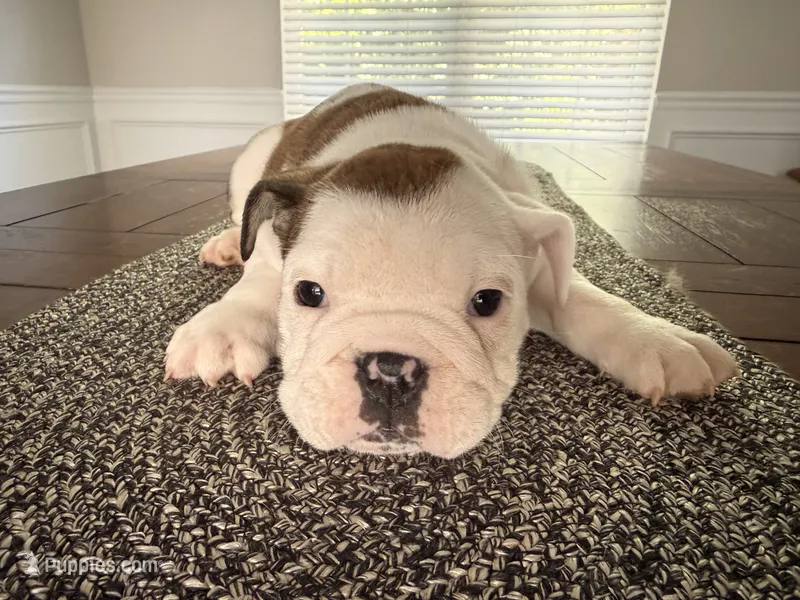 Charlotte – English Bulldog puppy for sale in Charlotte, NC