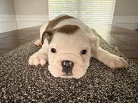 Charlotte, a female English Bulldog for sale in Charlotte, NC – 1 of 7