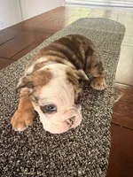 Wilmington, a male English Bulldog for sale in Charlotte, NC – 10 of 10