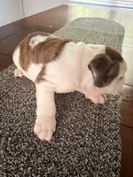 Charlotte, a female English Bulldog for sale in Charlotte, NC – 6 of 7