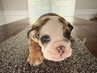 Wilmington, a male English Bulldog for sale in Charlotte, NC – 6 of 10